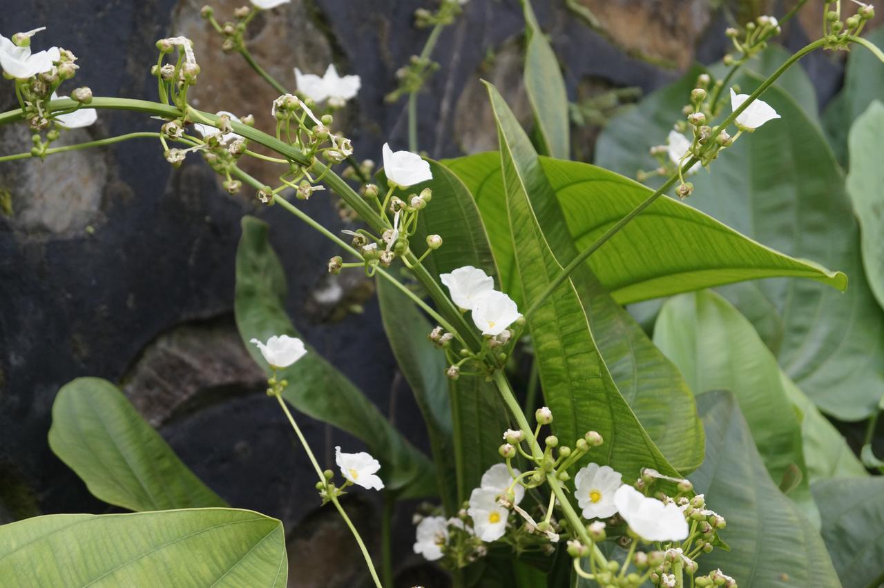 Sasak Lebung Home Senggigi Zewnętrze zdjęcie